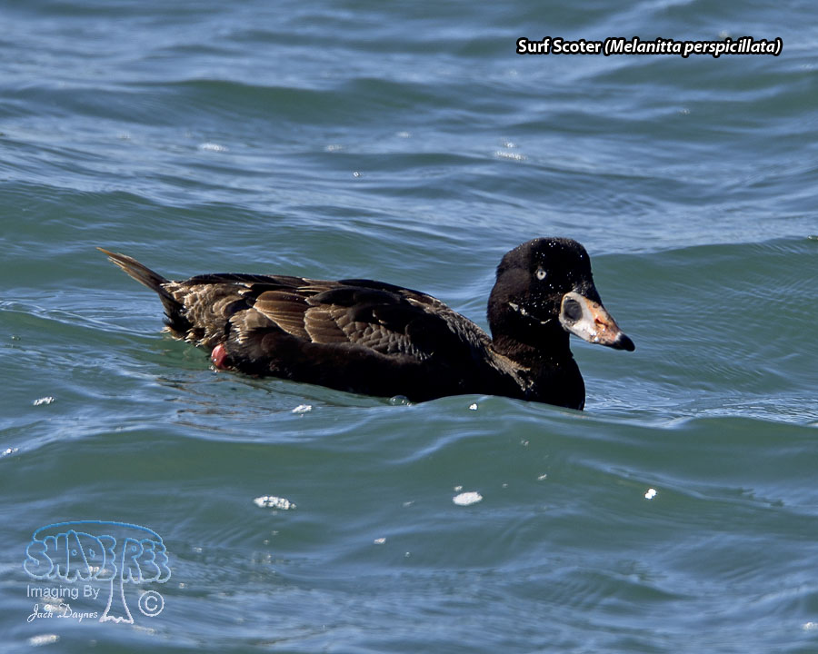 Surf Scoter - Melanitta perspicillata