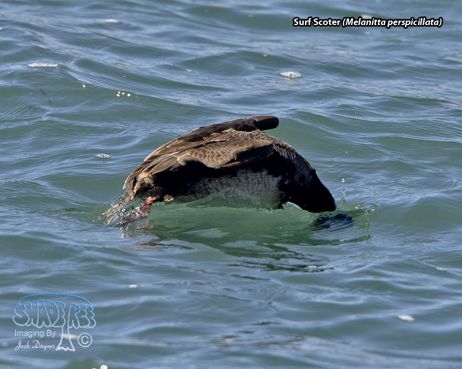 Surf Scoter - Melanitta perspicillata
