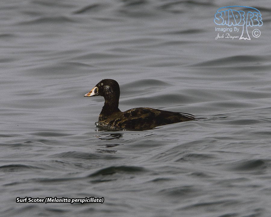 Surf Scoter - Melanitta perspicillata
