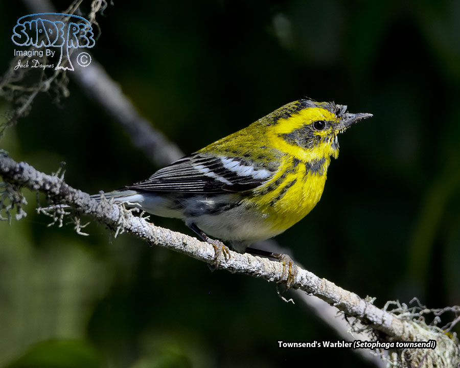 Townsend's Warbler - Setophaga townsendi