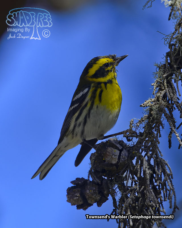 Townsend's Warbler - Setophaga townsendi