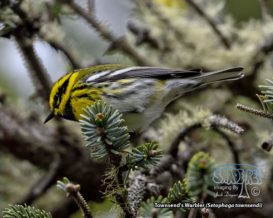 Townsend's Warbler - Setophaga townsendi