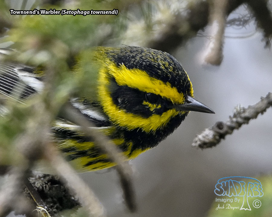 Townsend's Warbler - Setophaga townsendi