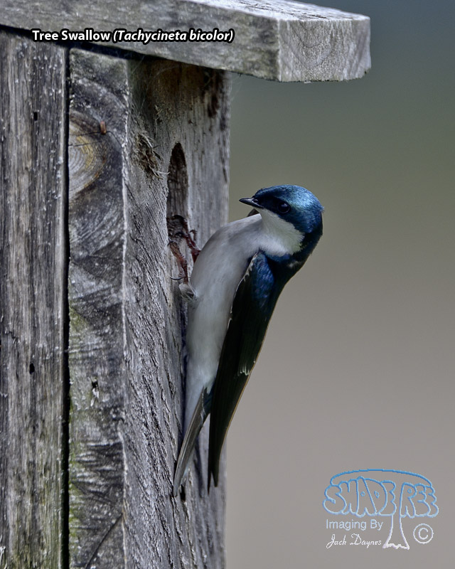 Tree Swallow - Tachycineta bicolor