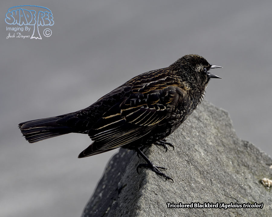 Tricolored Blackbird - Agelaius tricolor