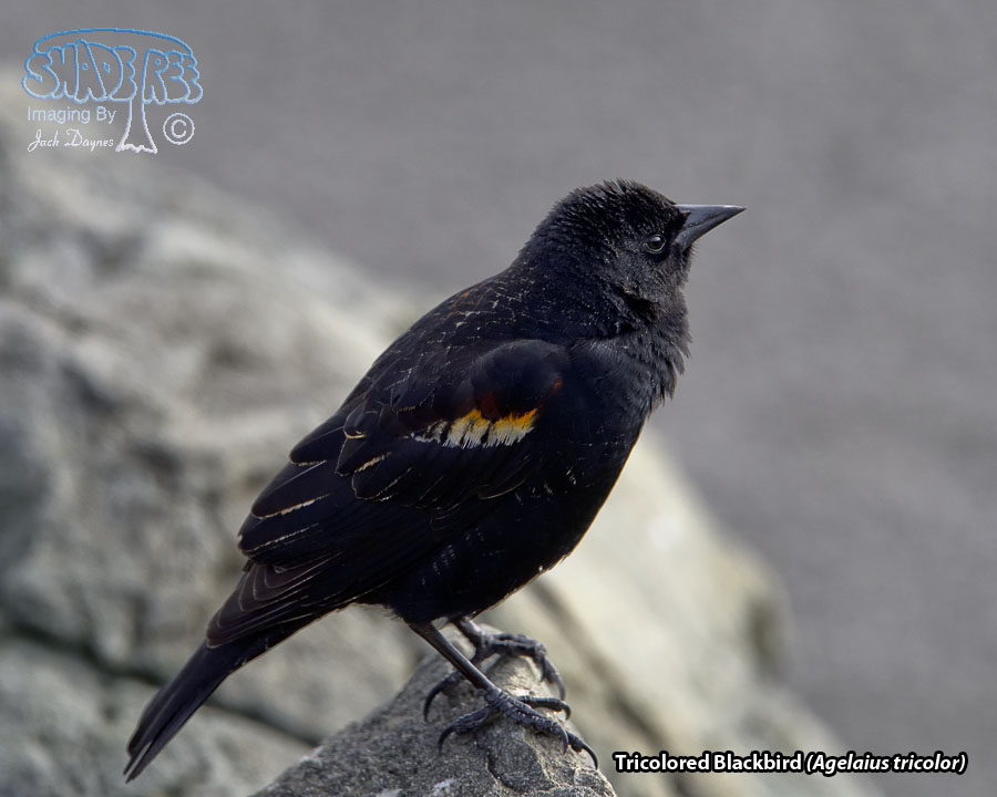 Tricolored Blackbird - Agelaius tricolor