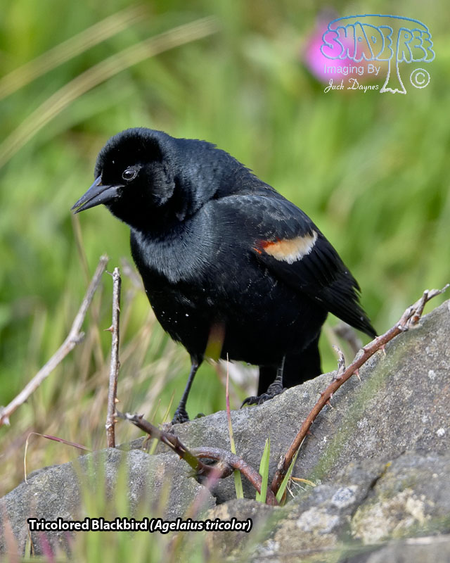 Tricolored Blackbird - Agelaius tricolor