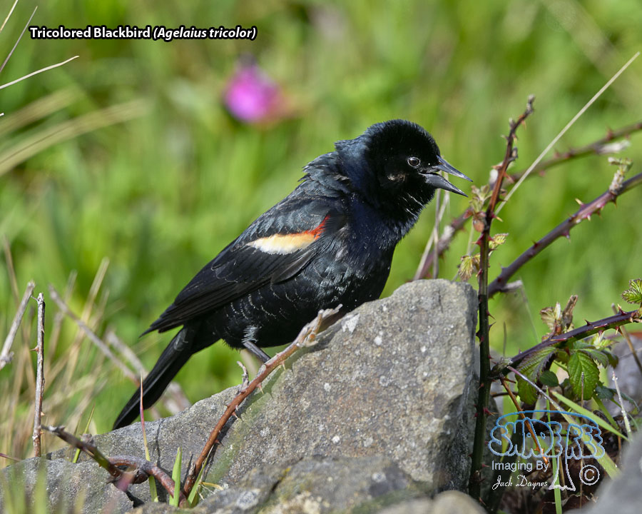 Tricolored Blackbird - Agelaius tricolor