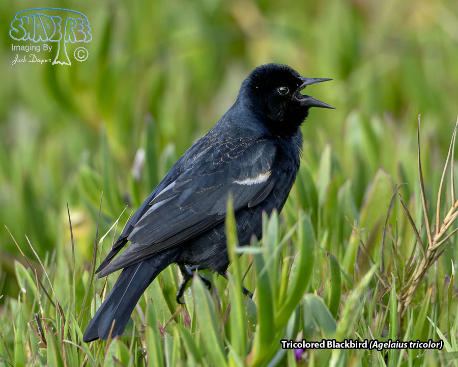 Tricolored Blackbird - Agelaius tricolor