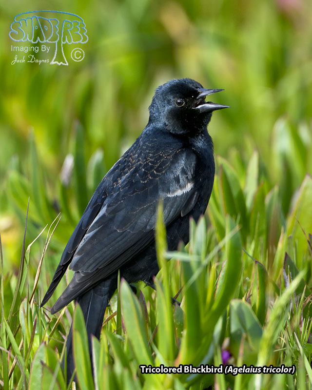 Tricolored Blackbird - Agelaius tricolor