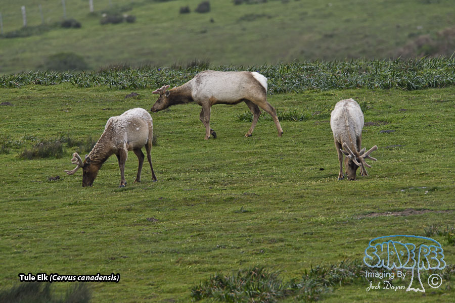 Elk - Cervus canadensis
