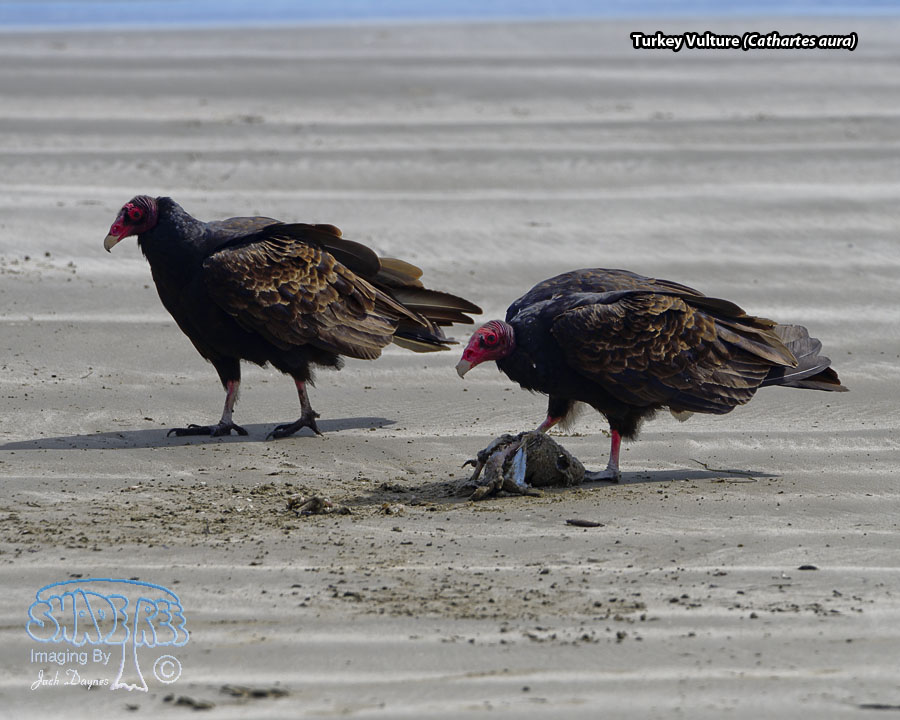 Turkey Vulture - Cathartes aura