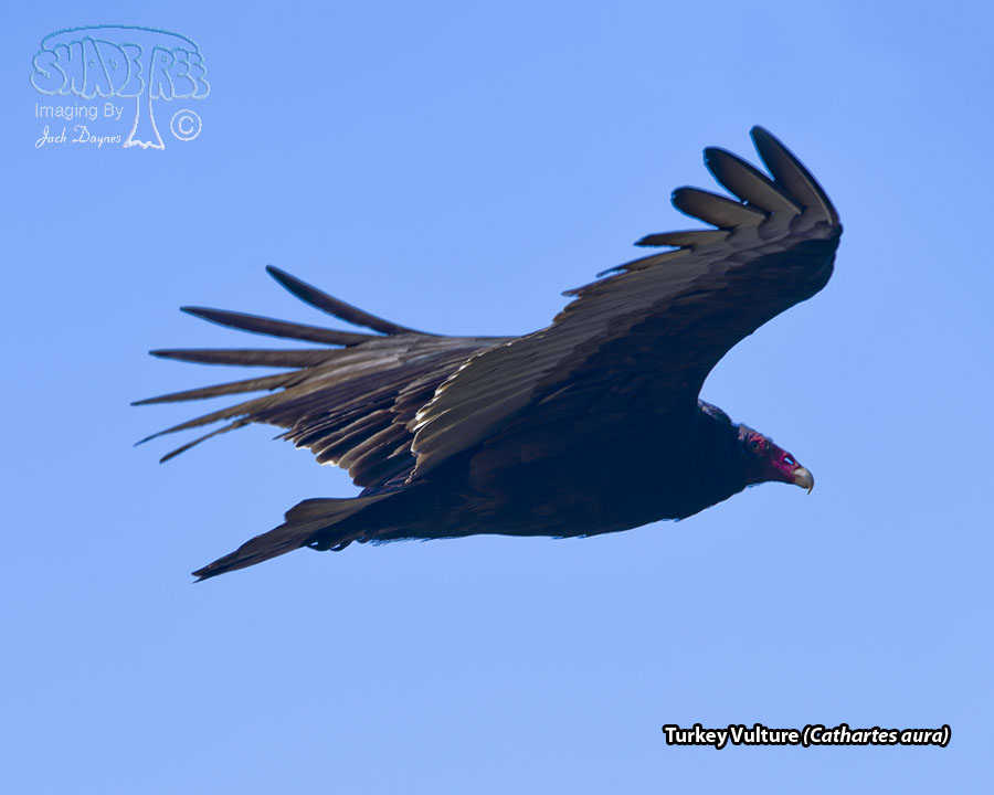 Turkey Vulture - Cathartes aura
