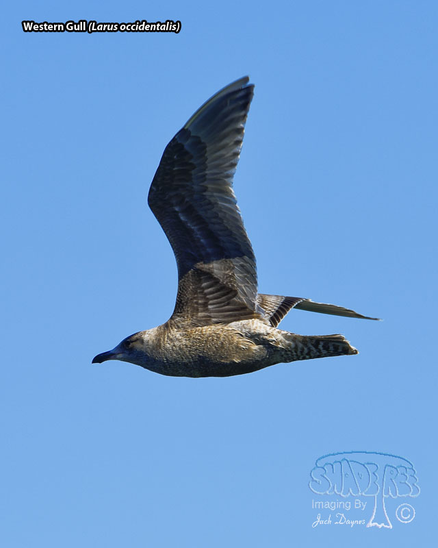 Western Gull - Larus occidentalis