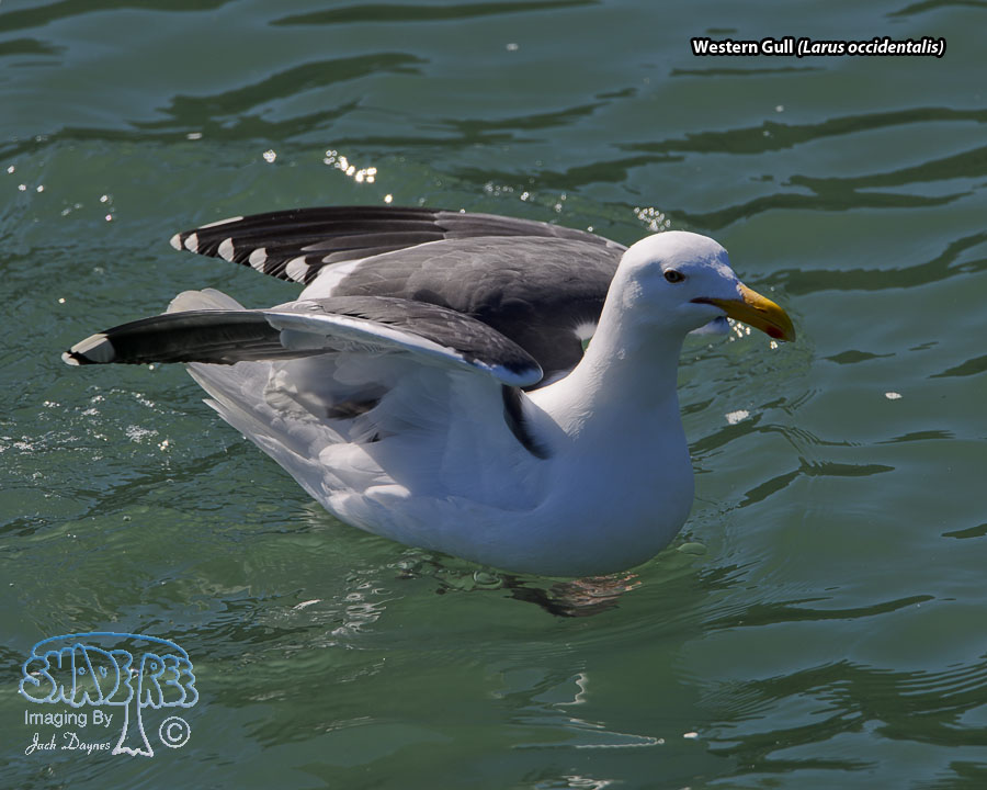 Western Gull - Larus occidentalis