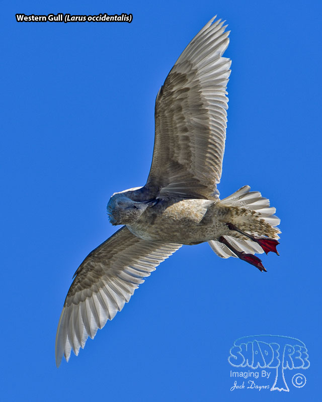 Western Gull - Larus occidentalis