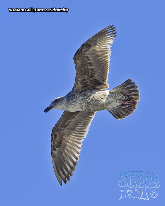 Western Gull - Larus occidentalis