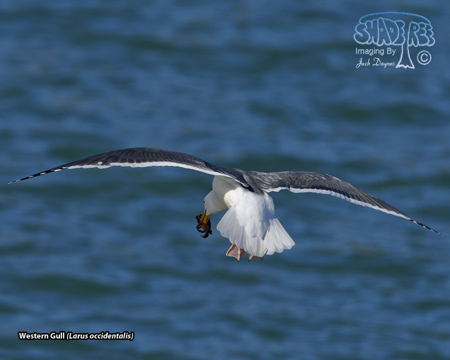 Western Gull - Larus occidentalis