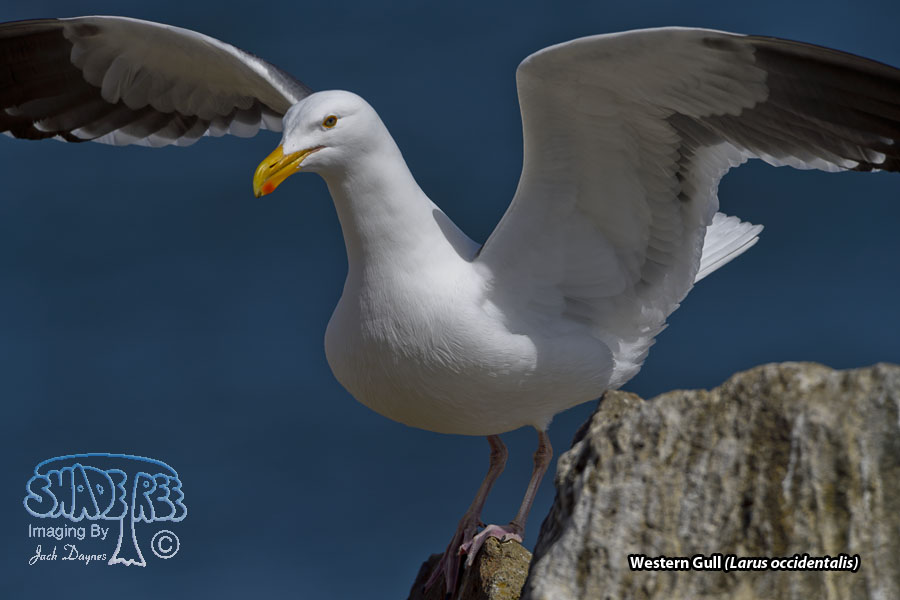 Western Gull - Larus occidentalis