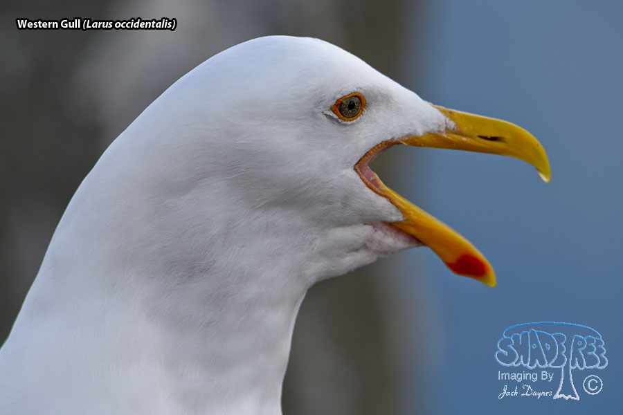 Western Gull - Larus occidentalis