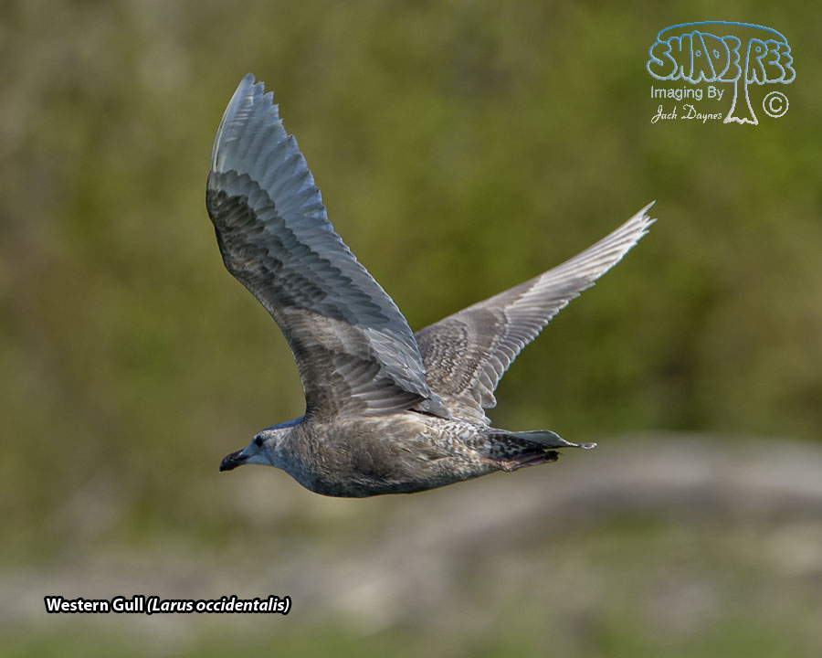 Western Gull - Larus occidentalis