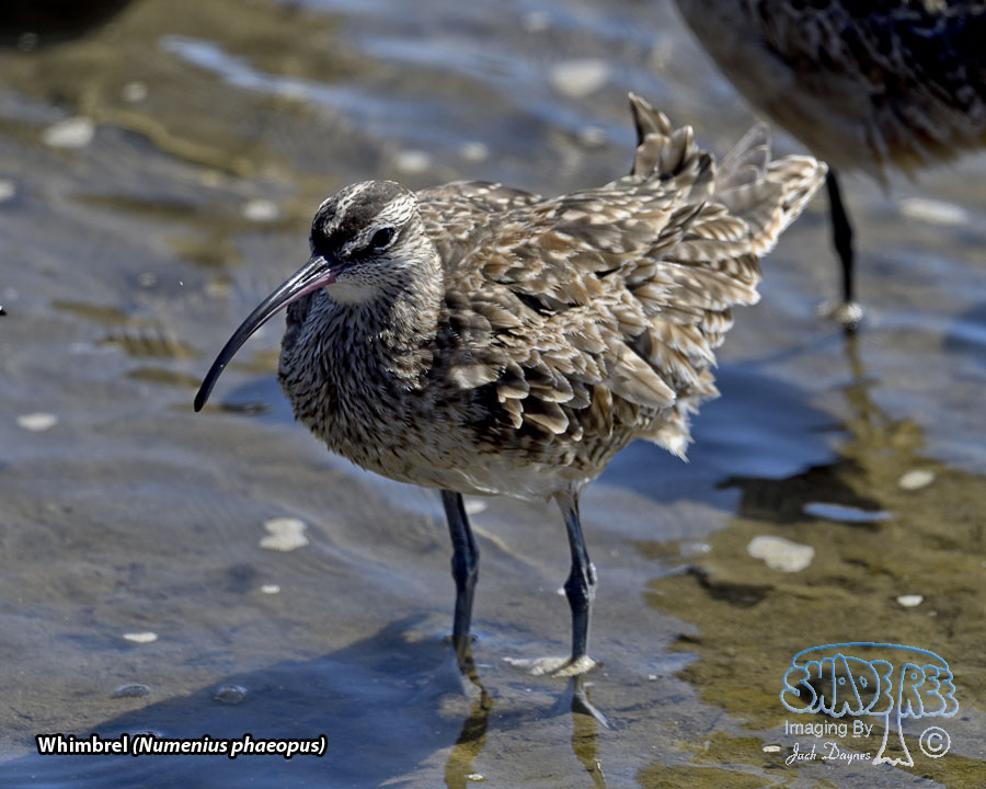 Whimbrel - Numenius phaeopus