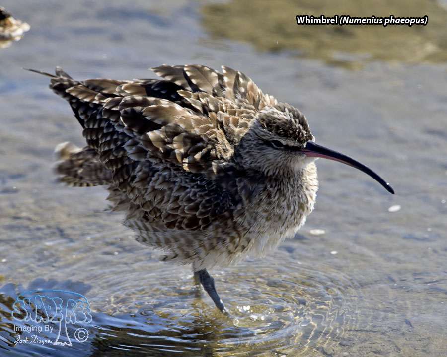 Whimbrel - Numenius phaeopus
