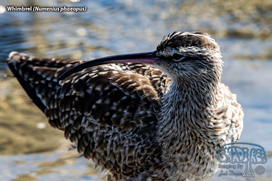 Whimbrel - Numenius phaeopus