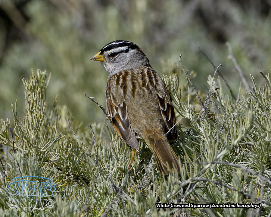White-Crowned Sparrow - Zonotrichia leucophrys