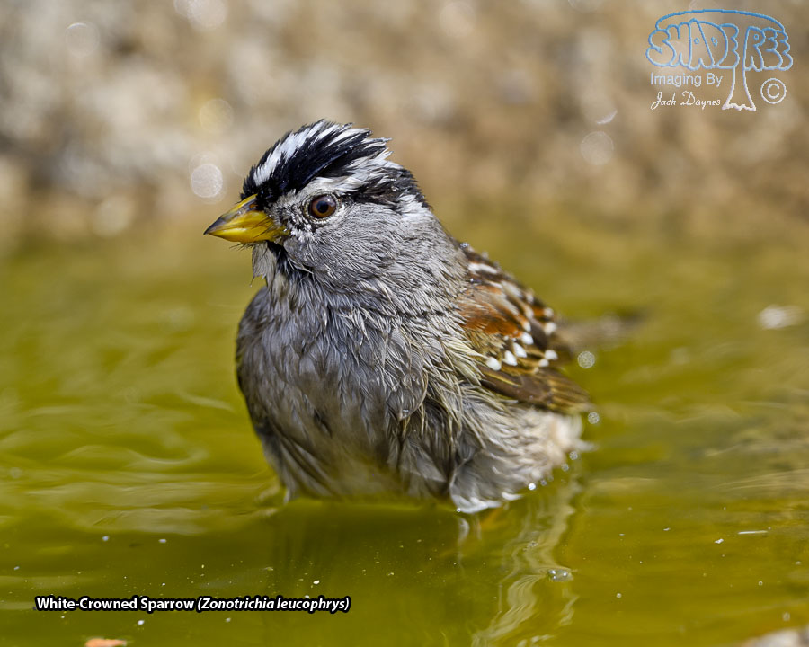 White-Crowned Sparrow - Zonotrichia leucophrys