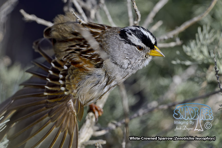 White-Crowned Sparrow - Zonotrichia leucophrys
