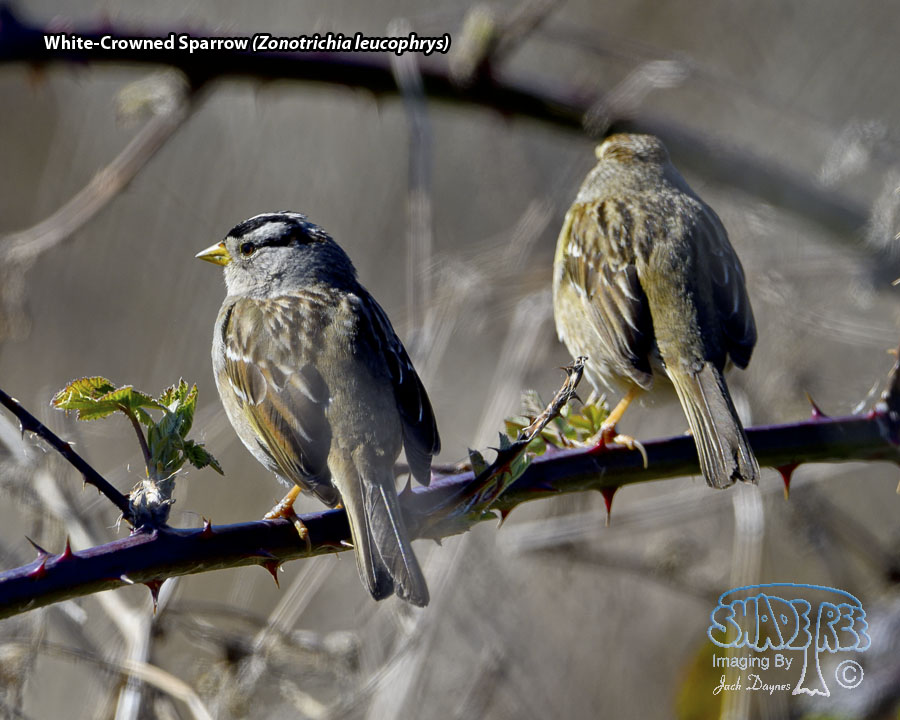 White-Crowned Sparrow - Zonotrichia leucophrys