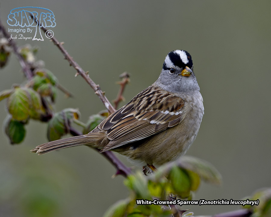 White-Crowned Sparrow - Zonotrichia leucophrys