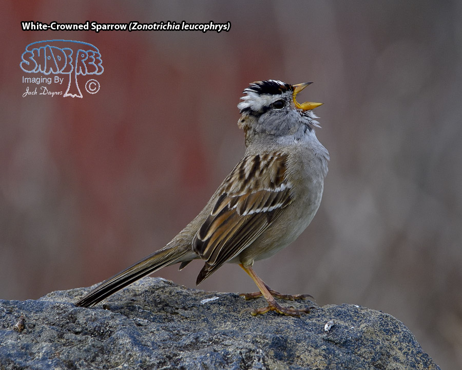 White-Crowned Sparrow - Zonotrichia leucophrys