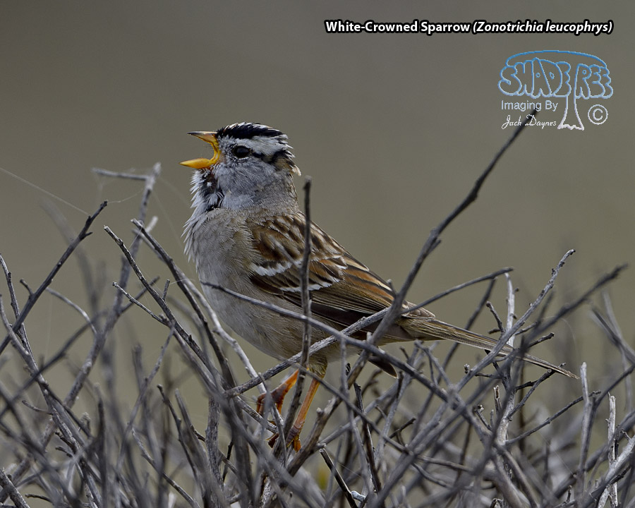 White-Crowned Sparrow - Zonotrichia leucophrys