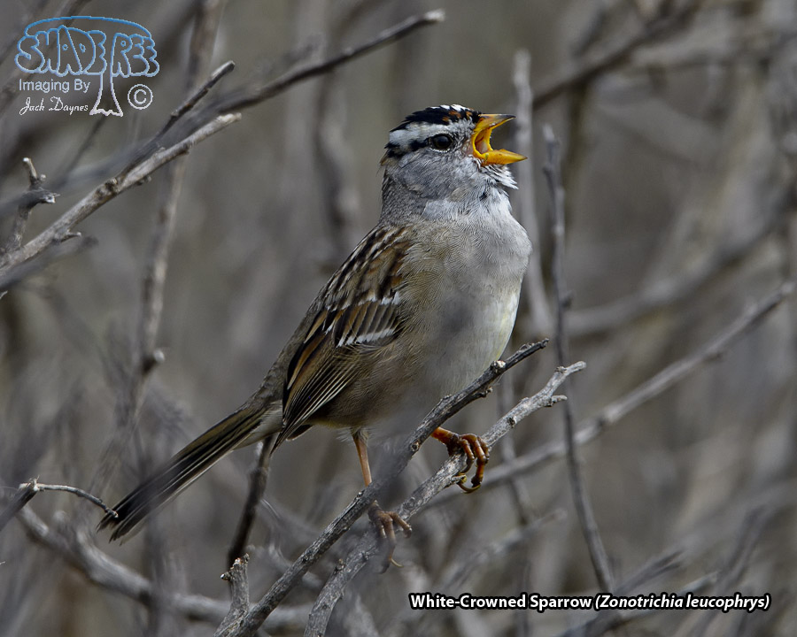 White-Crowned Sparrow - Zonotrichia leucophrys