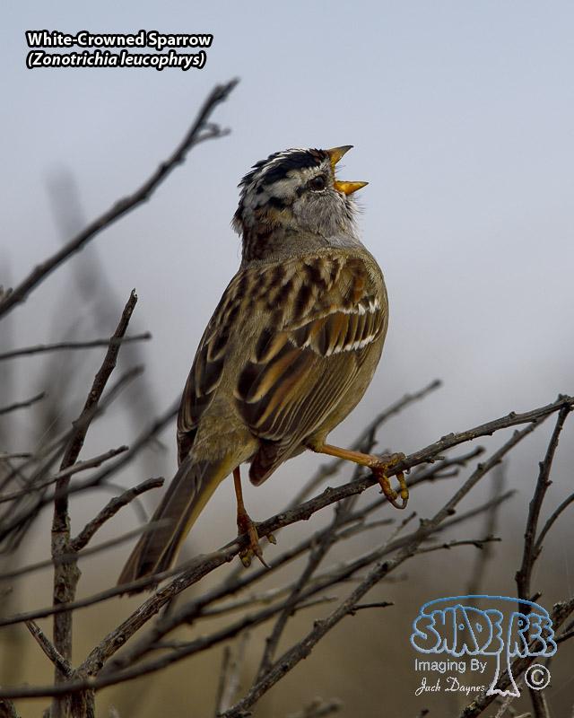 White-Crowned Sparrow - Zonotrichia leucophrys