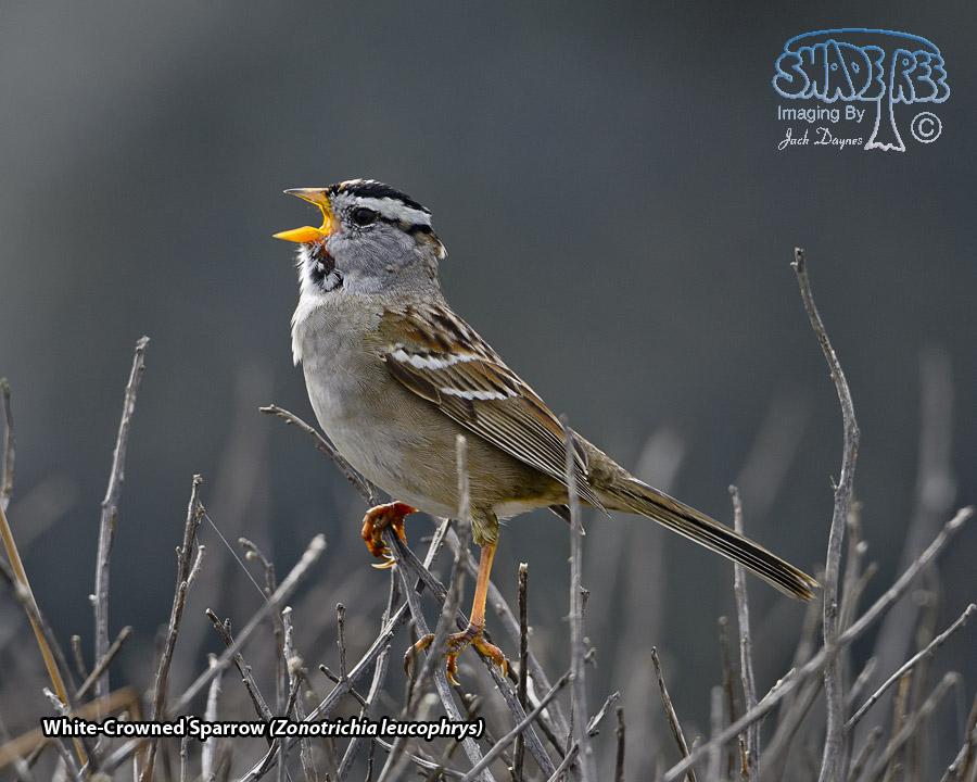White-Crowned Sparrow - Zonotrichia leucophrys