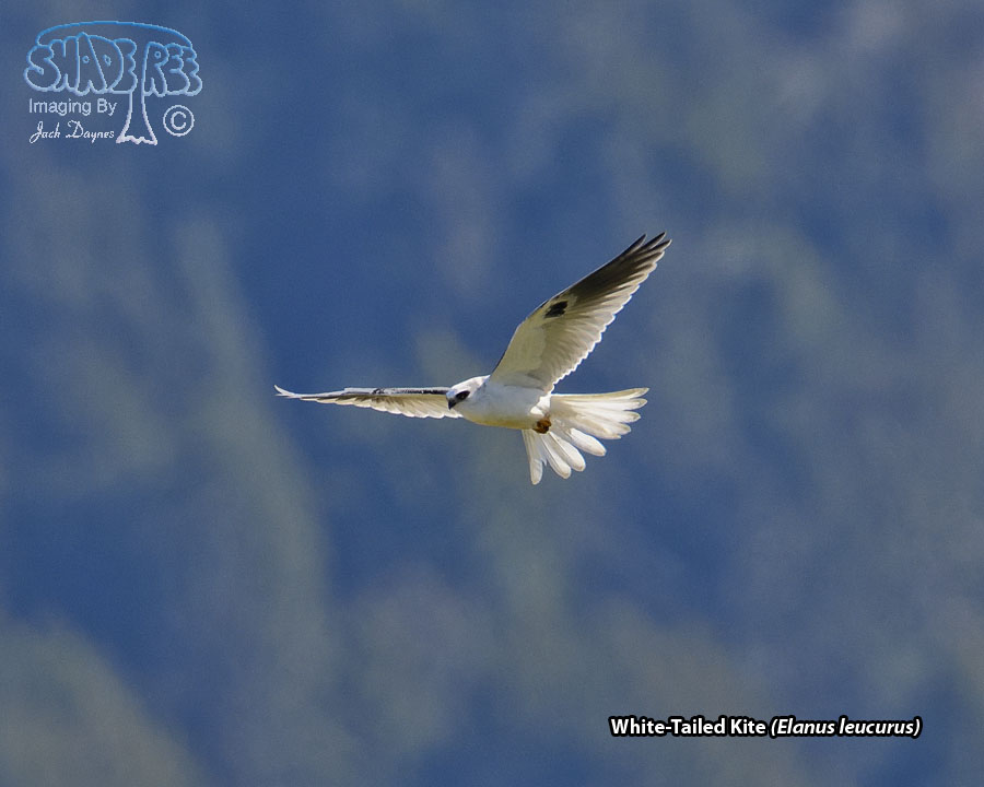 White-Tailed Kite - Elanus leucurus