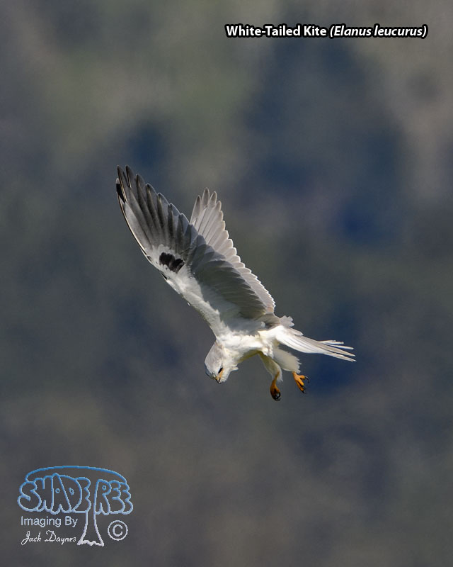 White-Tailed Kite - Elanus leucurus