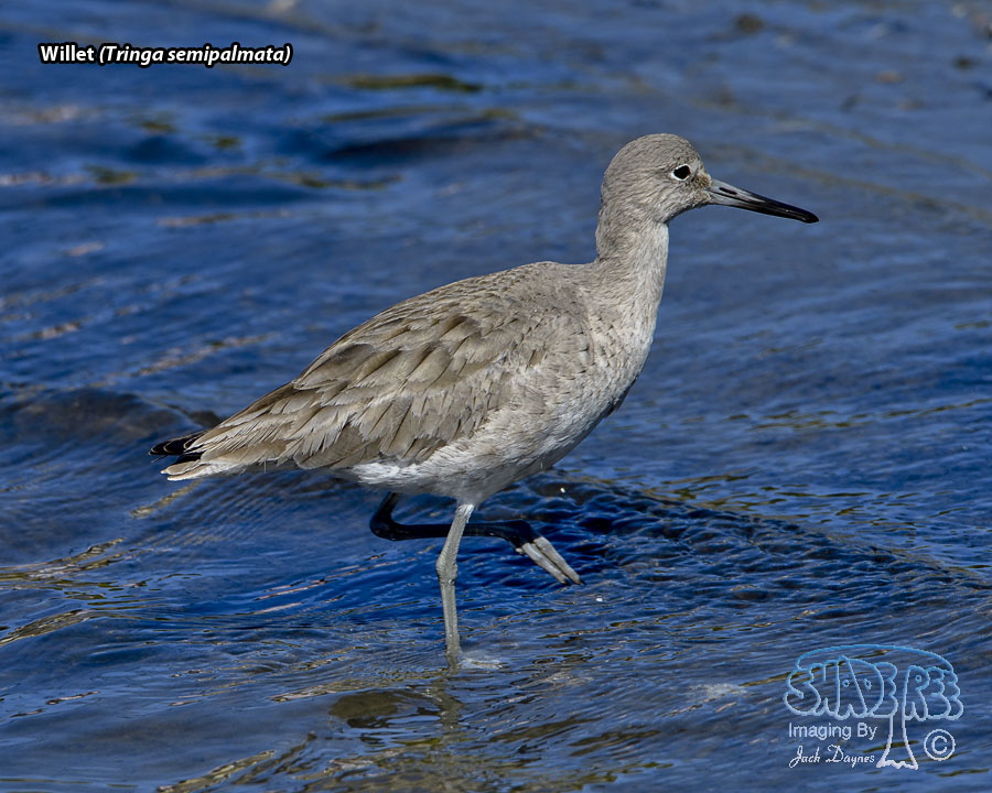 Willet - Tringa semipalmata