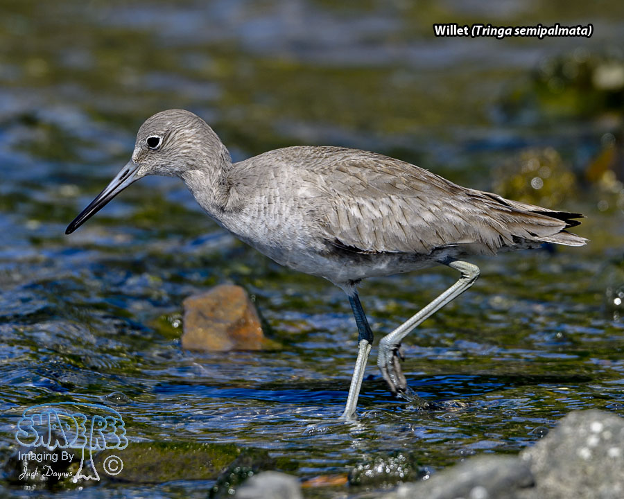 Willet - Tringa semipalmata