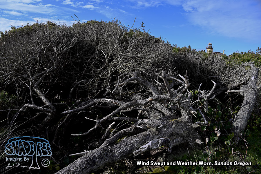 Wind Swept and Weather Worn - Scenery