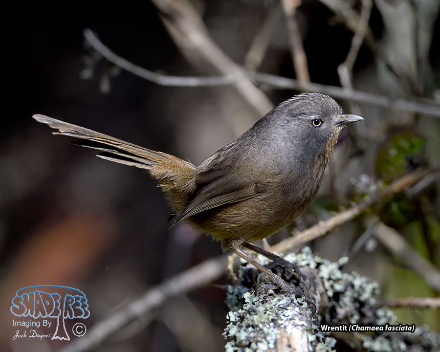 Wrentit - Chamaea fasciata