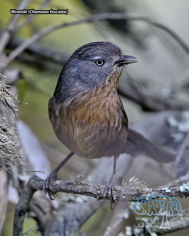 Wrentit - Chamaea fasciata