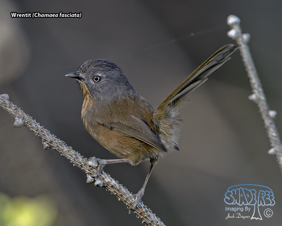 Wrentit - Chamaea fasciata