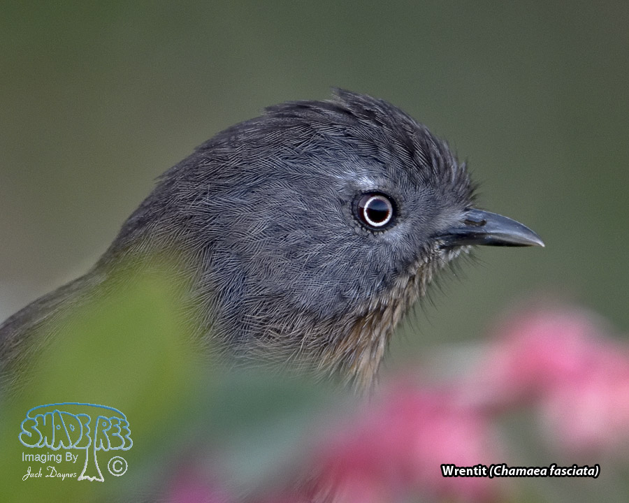 Wrentit - Chamaea fasciata