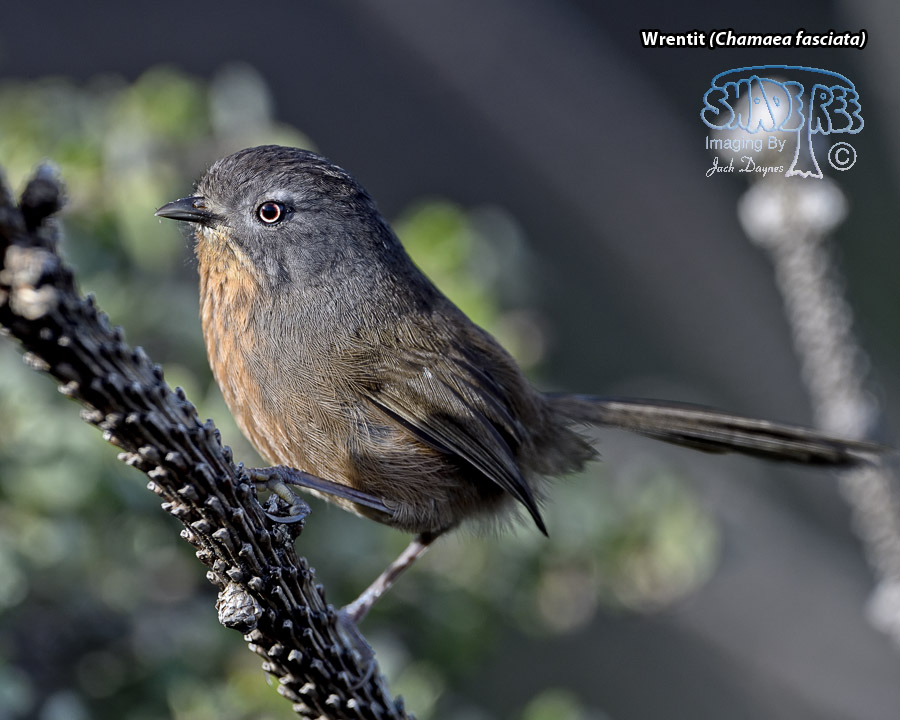 Wrentit - Chamaea fasciata