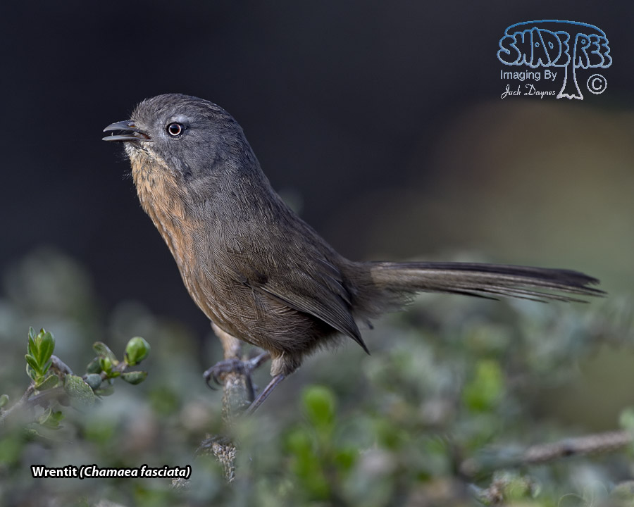 Wrentit - Chamaea fasciata
