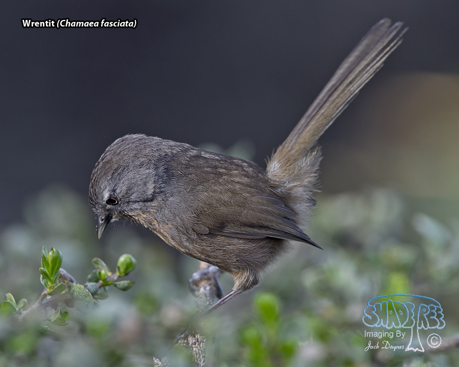 Wrentit - Chamaea fasciata